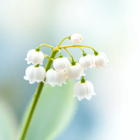 lily of the valley