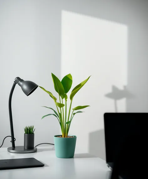 desk plant