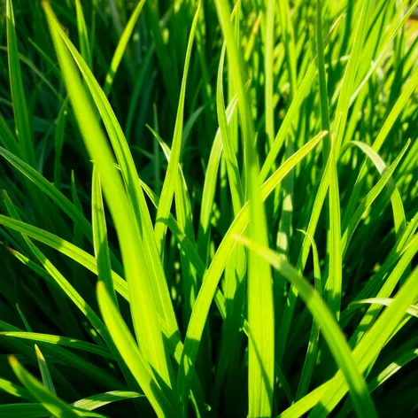 kikuyu grass