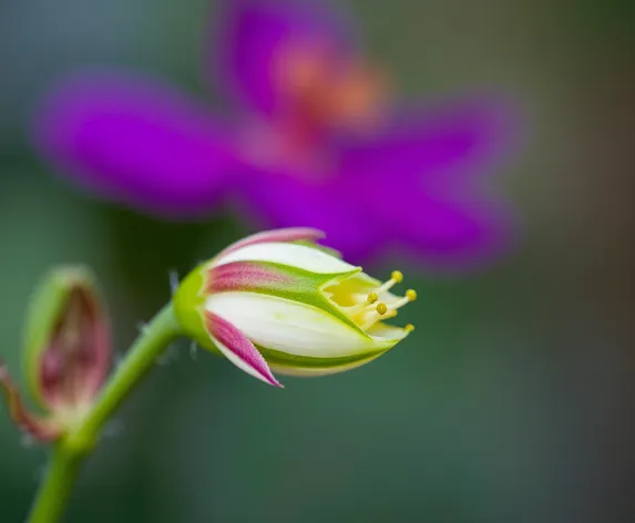 cucumber flower