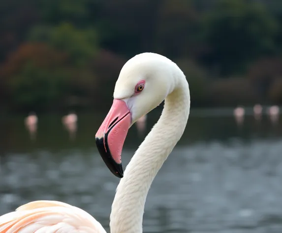 white flamingo