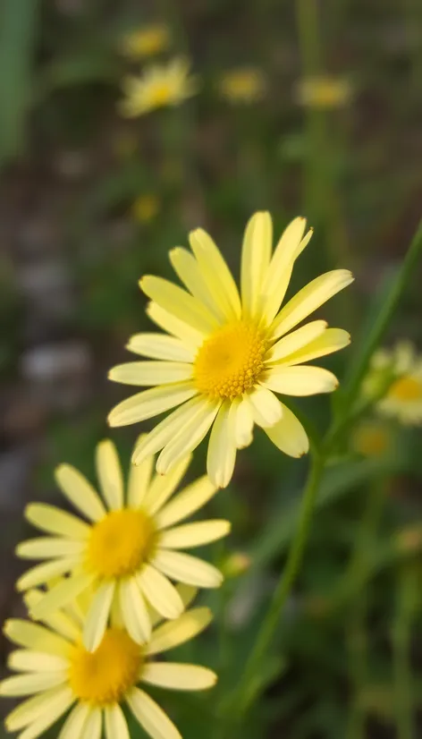 daisy petals