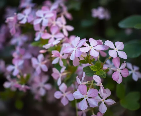 trailing vinca