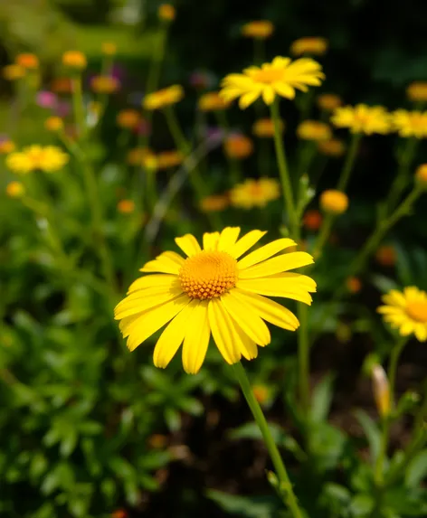 yellow daisy flower