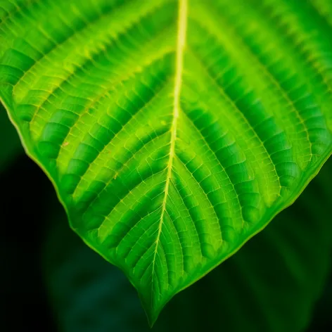 leaf wallpaper