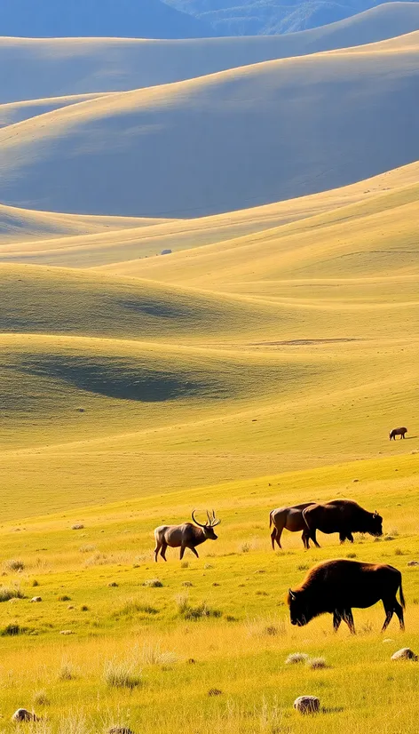 elk & bison prairie