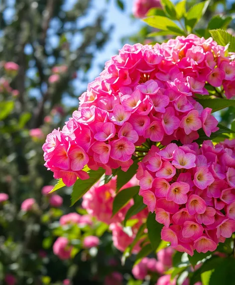 colorful hydrangea tree