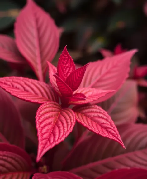 red plant