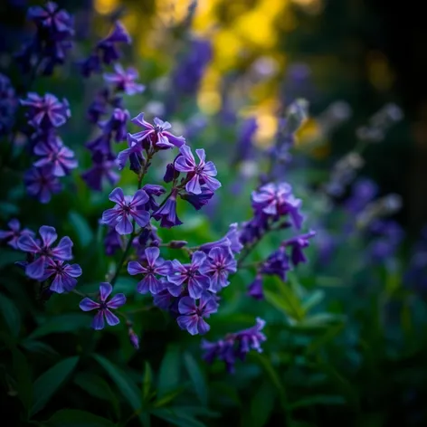 flowering tree with purple