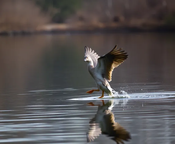 mallard landing