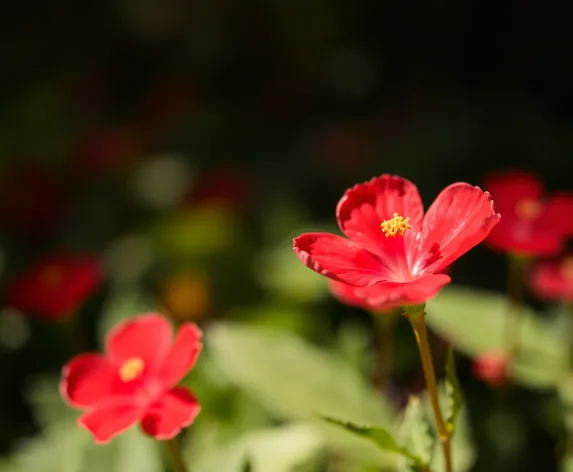 scarlet pimpernel flower