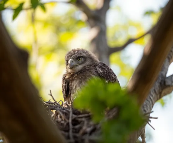 baby eagle