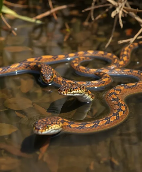 pictures of water moccasins