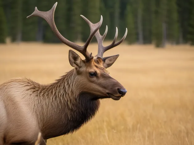 female elk