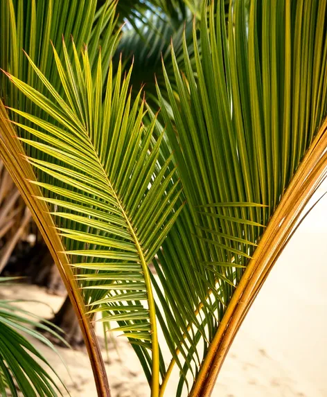 fan palm plant