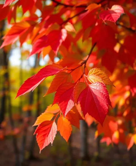 redbud tree leaves