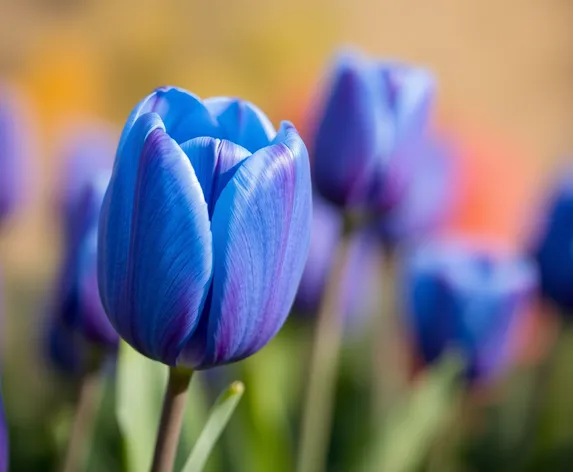 blue tulip