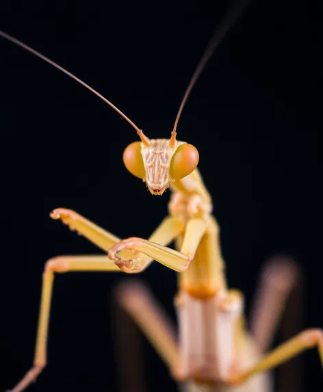 phyllocrania paradoxa ghost mantis