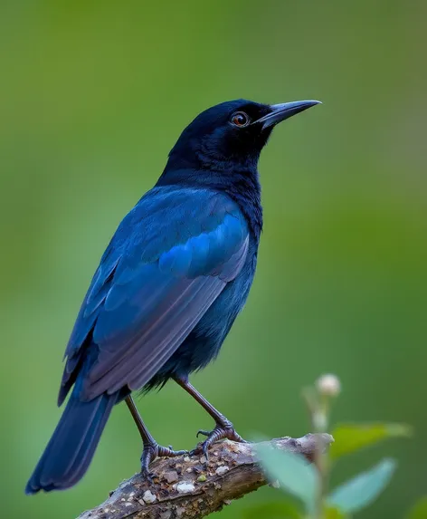 violet backed starling