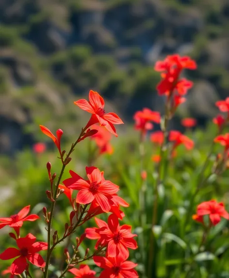 fire flowers