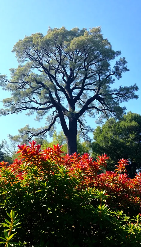 tree crown