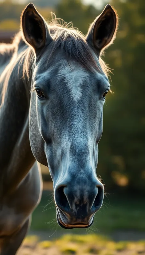 flea bitten grey horse