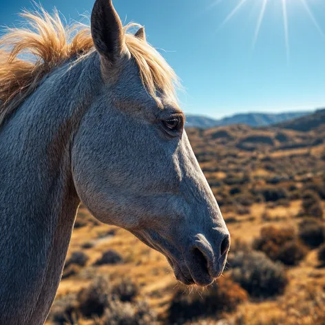 bald horse