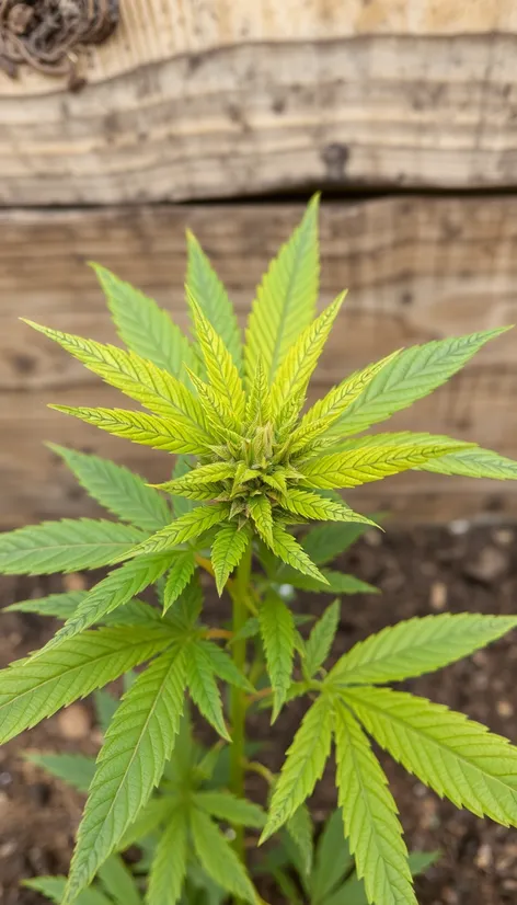 cannabis leaves turning yellow