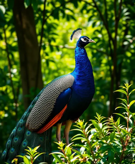 what is national peacock