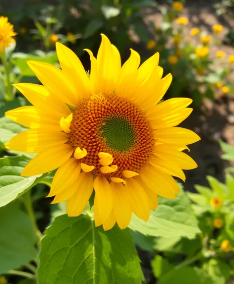 sunflower sad pvz