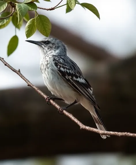 mississippi state bird