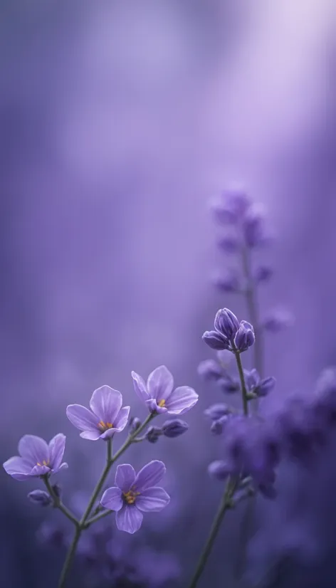 lavender purple