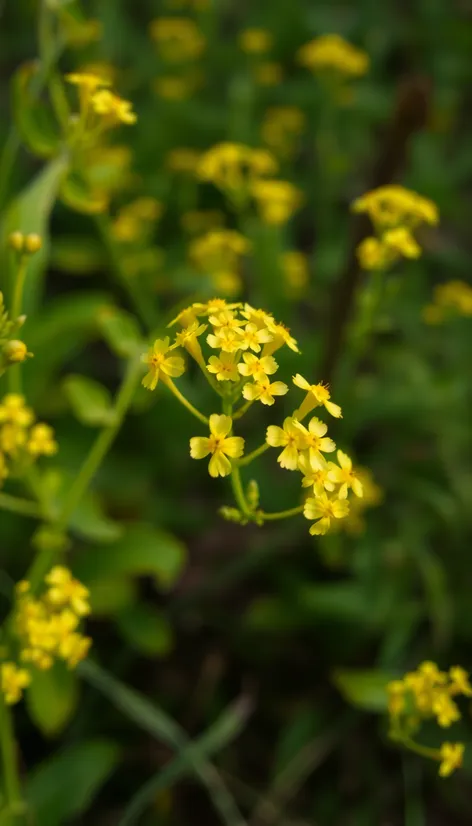 small yellow flowers