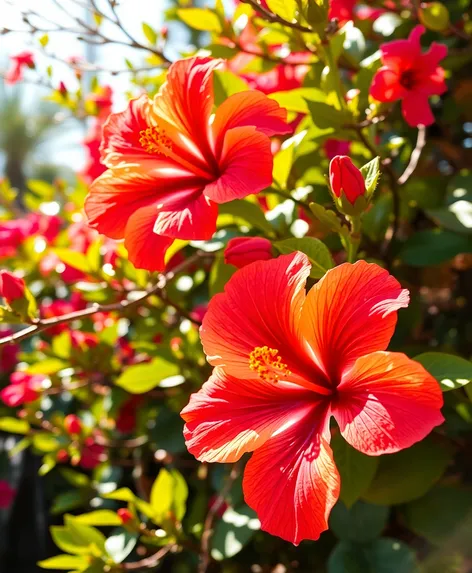 fiesta hibiscus