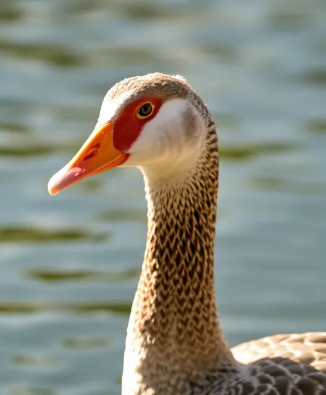 chinese goose