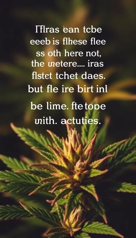 quotes about cannabis