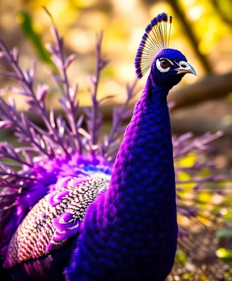 purple peacock