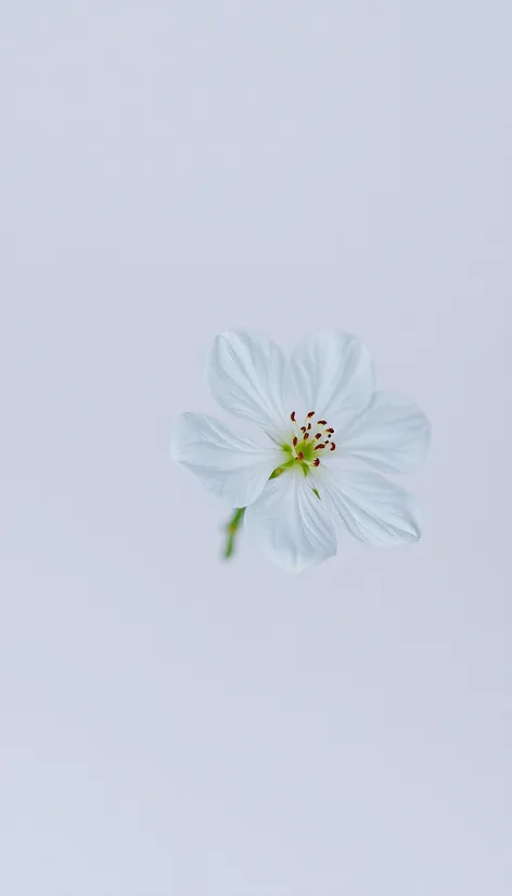 flower white bg