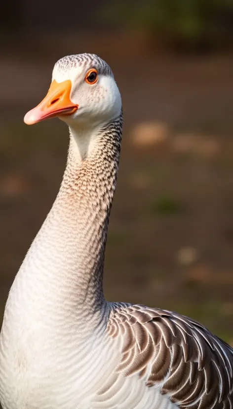 sebastopol goose