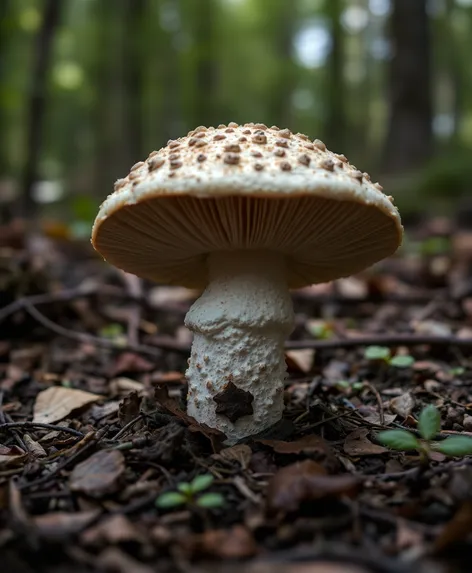 sheepshead mushroom