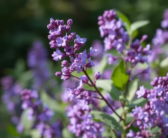 new hampshire state flower