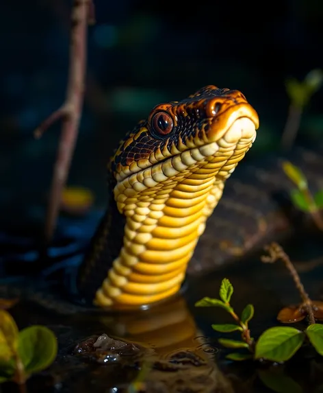 water moccasin snake pictures