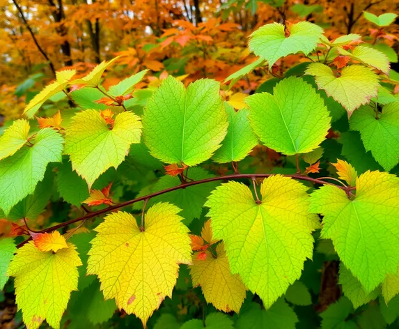 emerald leaves