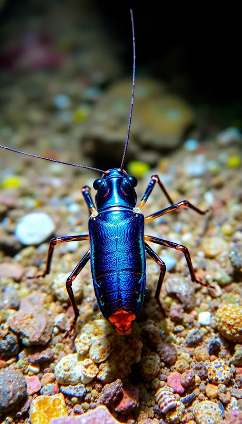 water cockroach