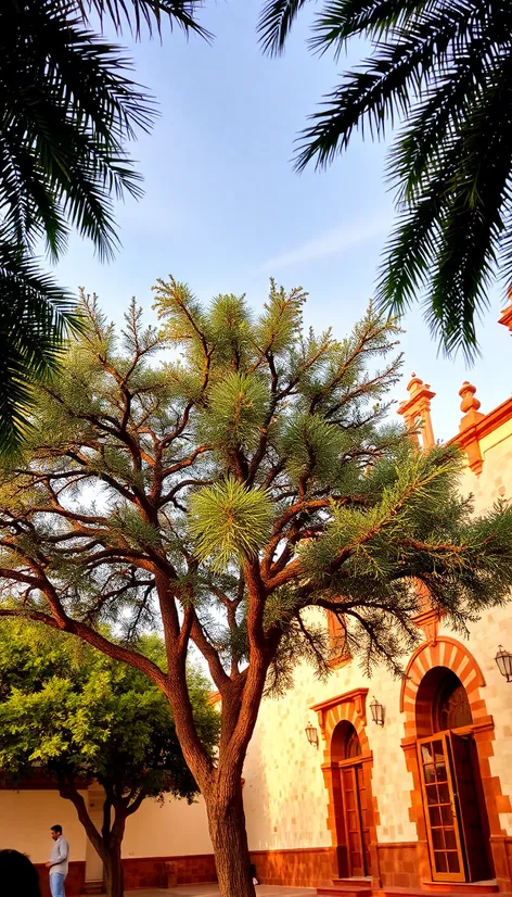 alamo arbol