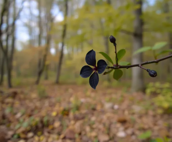 black blossom