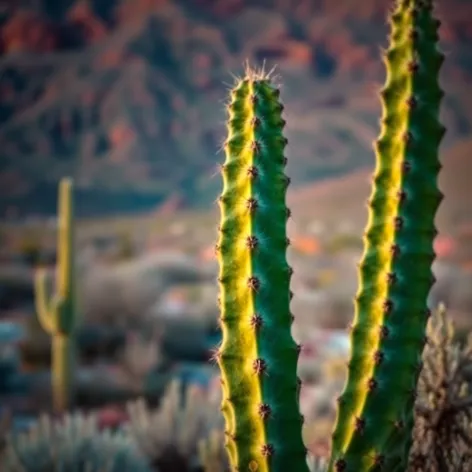 cardon cactus