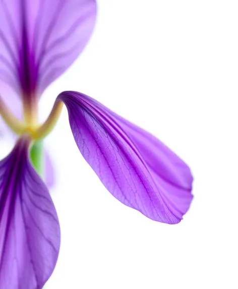 purple flower white background