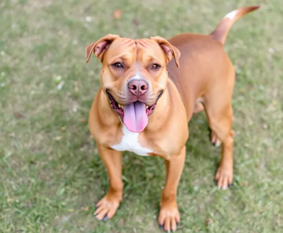 pitbull mastiff mix