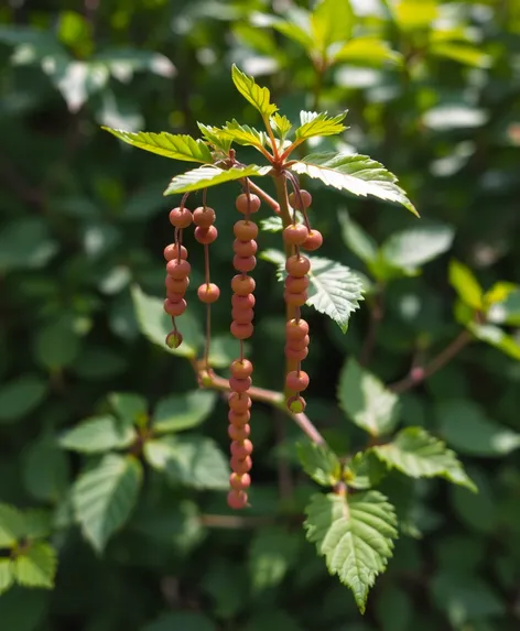 rosary plant